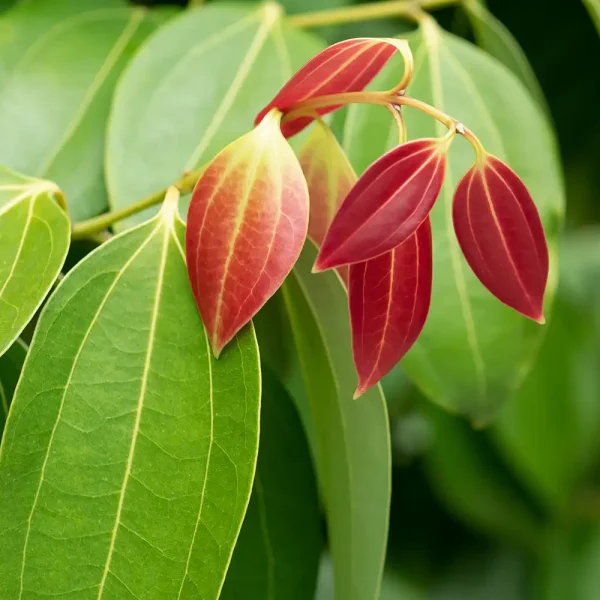 Cinnamon Leaf Essential Oil - 100% Pure Natural