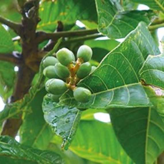 Elemi Essential Oil – 100% Pure Natural