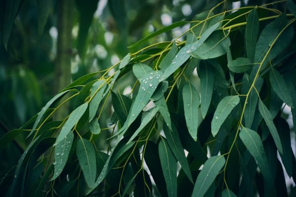 Euclayptus