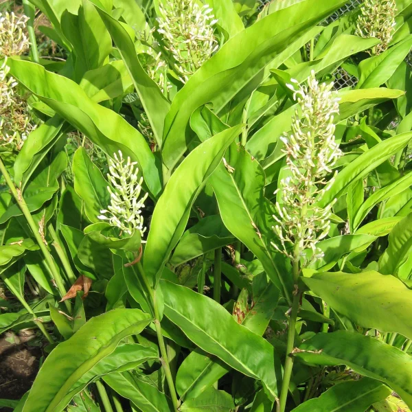 Galangal Essential Oil - 100% Pure Natural