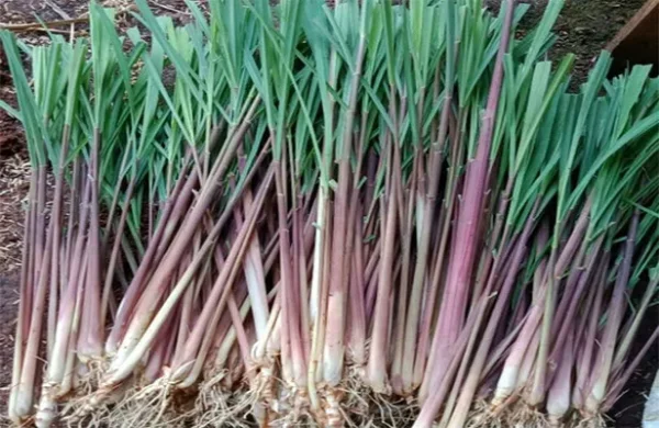 Citronella Indoneasia Essential Oil - 100% Pure Natural