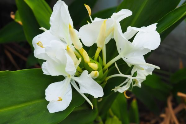 Ginger Lily Absolute Oil 100% natural