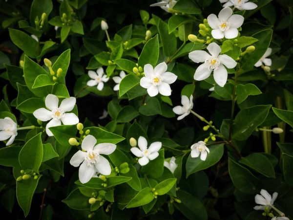Jasmine & Gardenia