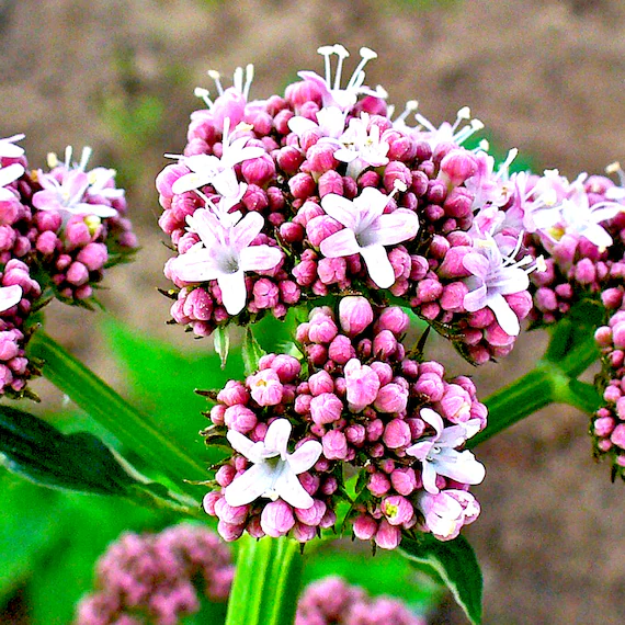 Valerian Root Nepal Essential Oil – 100% Pure Natural