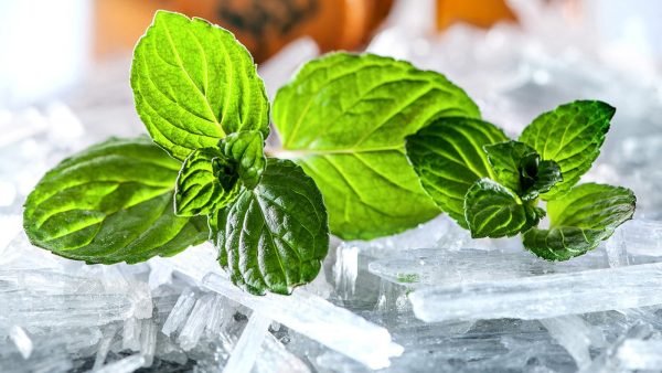 Menthol Essential Oil - 100% Pure Natural - Image 2