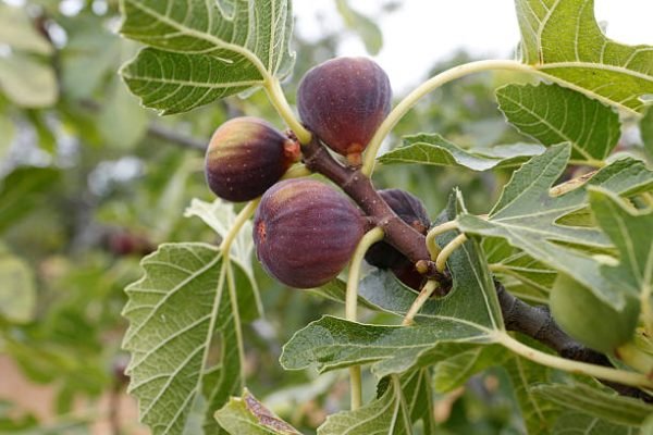 Wild Fig