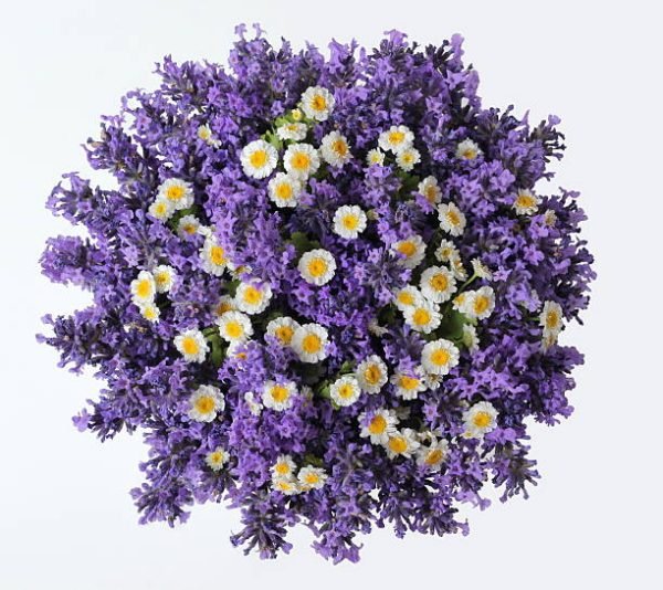 Lavender Chamomile