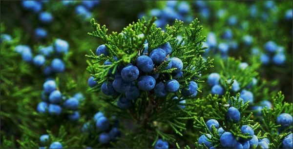 Juniper Essential Oil - 100% Pure Natural