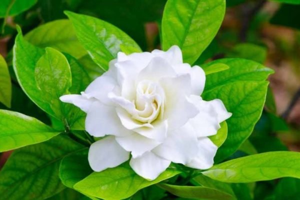 Gardenia Essential Oil - 100% Pure Natural