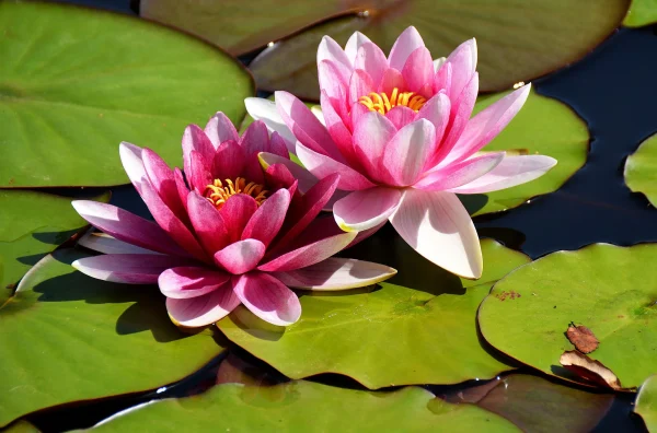 Lotus Essential Oil - 100% Pure Natural