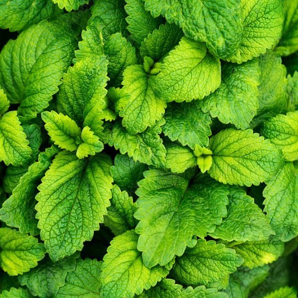 Menthol Essential Oil - 100% Pure Natural