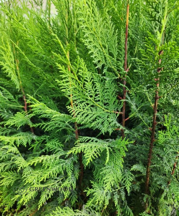 Cypress Essential Oil - 100% Pure Natural