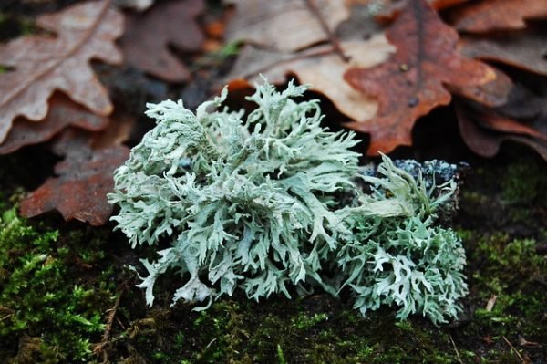 Oakmoss Essential Oil - 100% Pure Natural - Image 2