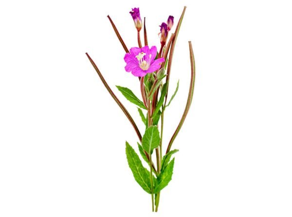 Palmarosa Essential Oil - 100% Pure Natural - Image 2