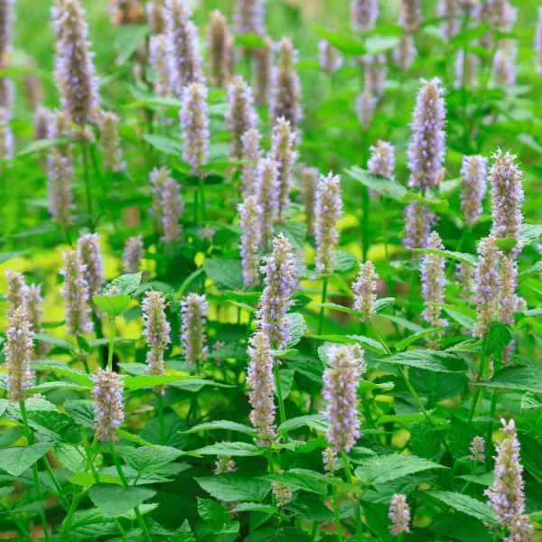 Wild PatchoulI