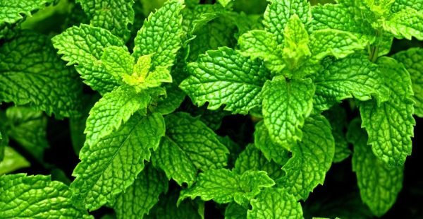 Peppermint Essential Oil - 100% Pure Natural