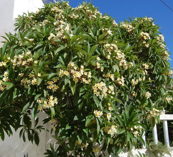Frangipani Essential Oil - 100% Pure Natural