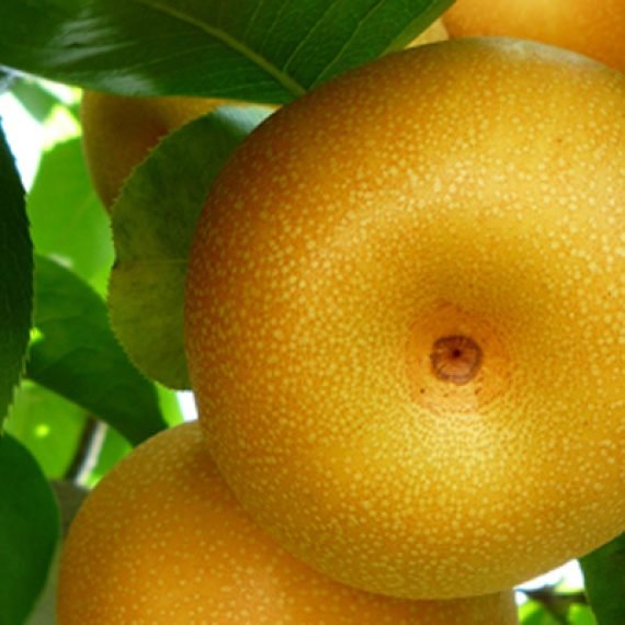 Pomme Poire