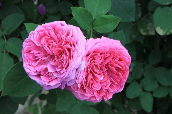 Rose Damascena Absolute Oil 100% natural