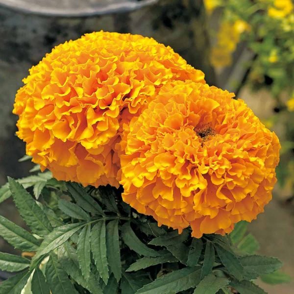 Marigold Joy