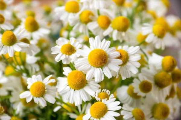 Chamomile Russia ( Roman )  Essential Oil - 100% Pure Natural