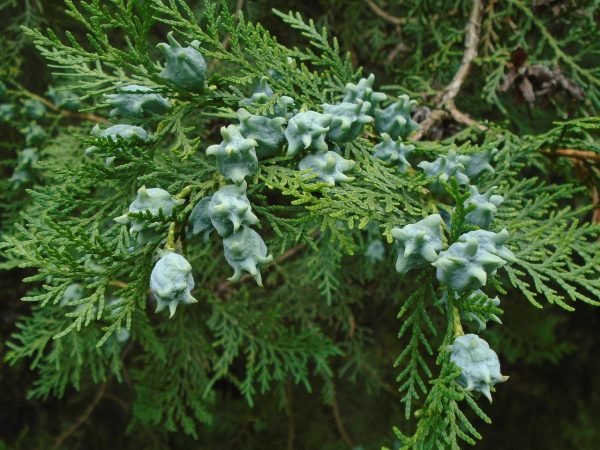 Thuja Wood Essential Oil - 100% Pure Natural - Image 2