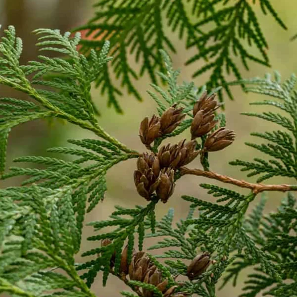 Thuja Wood Essential Oil - 100% Pure Natural