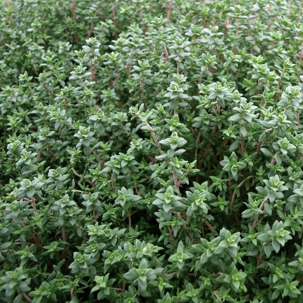 Thyme Essential Oil - 100% Pure Natural