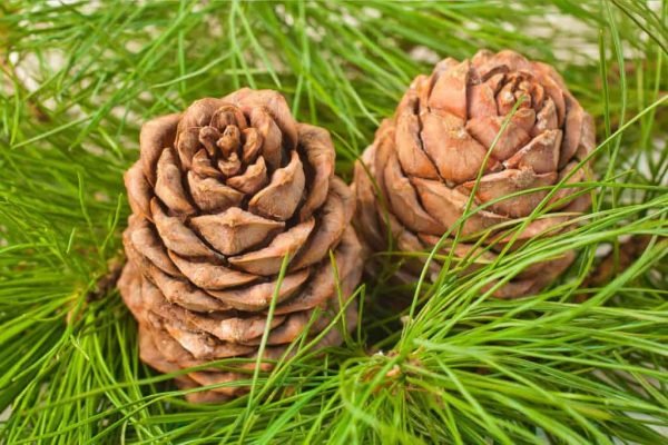 Cedarwood Essential Oil - 100% Pure Natural