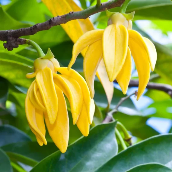 Ylang Ylang Madagascar Essential Oil – 100% Pure Natural
