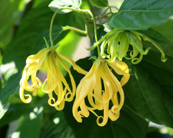 Ylang Ylang Moonlight