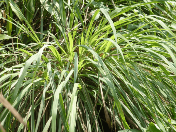 Citronella Indoneasia Essential Oil - 100% Pure Natural - Image 2